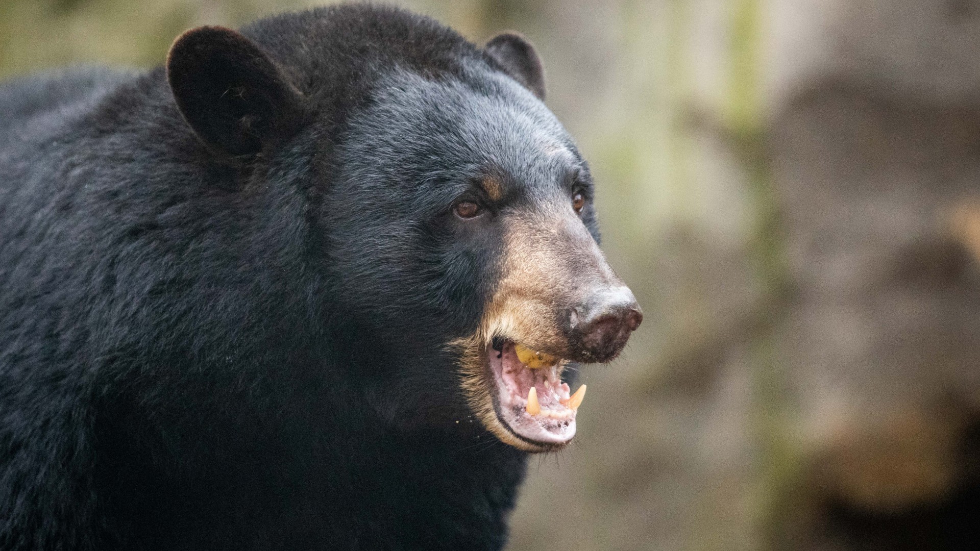 Cocaine Bear doesn’t have a problem — it just doesn’t know when to stop